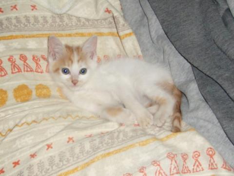 野良猫を保護しました