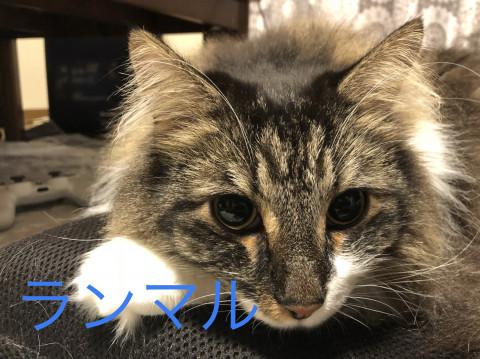 甘えん坊のノルウェージャン♪♪