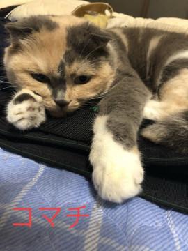 寂しがりのスコティッシュ♪♪