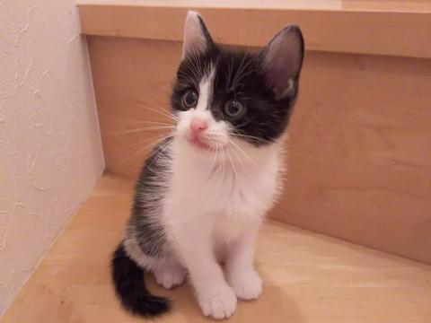 おっとり可愛いハチワレちゃん