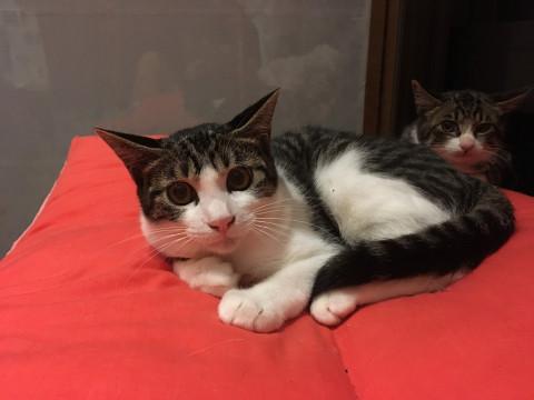 穏やかお留守番猫五ヶ月