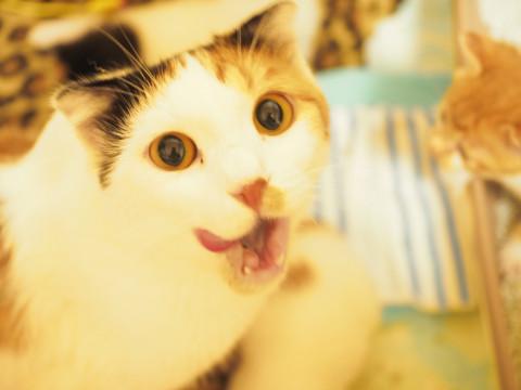 すりすり上手☆三毛スコティッシュ。