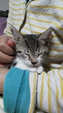 子猫の里親になってください。