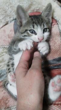 子猫の里親になってください。