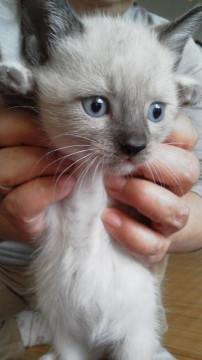 子猫の里親になってください。