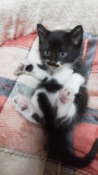 子猫の里親になってください。