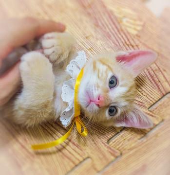 あなたのロイヤルべビーにしてください♡