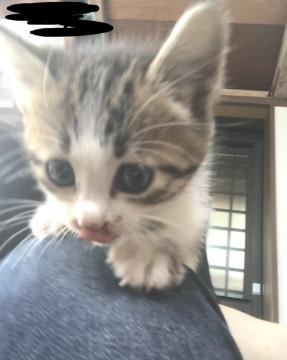 美人子猫