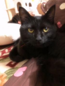 人懐っこい、頭のいい猫