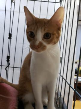 アビシニアンとマンチカンのMIX