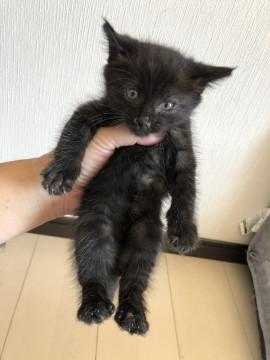 ２ヶ月ぐらいの黒猫くん