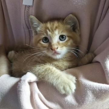 超甘えん坊トラネコのかいくん