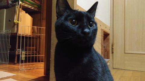 去勢マイクロチップ挿入！初心者向き黒猫