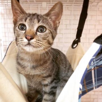 ずっと触っていられるニャバイ系にゃんこ