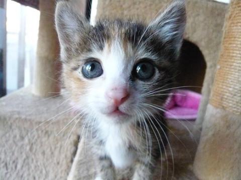 チビッ子三毛ちゃん③