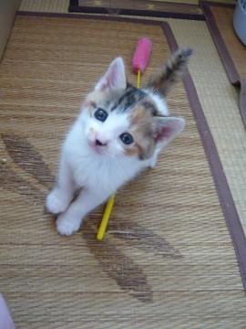 ちびっ子三毛ちゃん①