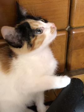 大人しめ三毛猫ちゃん