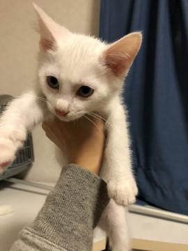 ブルーアイの白猫ちゃん⭐️