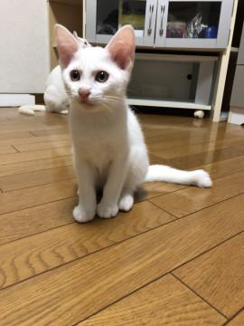 ゴールドアイの白猫ちゃん⭐️