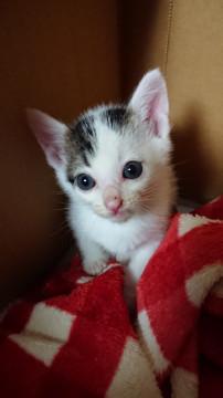 【子猫】人懐っこい保護猫♂です！