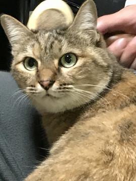 人の目をよ～く見る猫