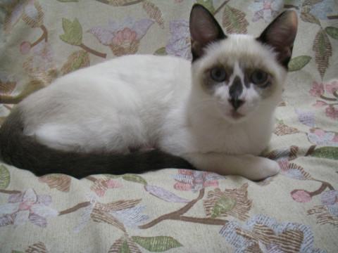 生後5カ月の男の子