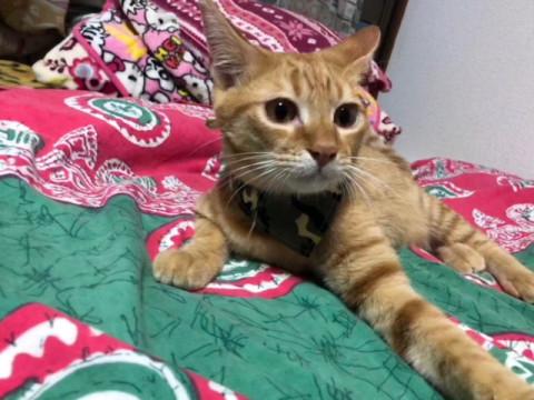 地域猫現場遺棄の茶トラの男の子