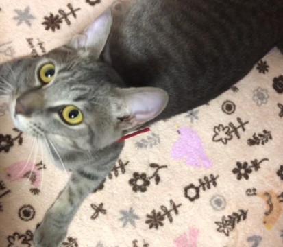 地域猫現場遺棄のグレートラの男の子