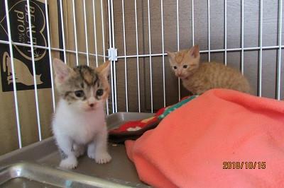 ぬいぐるみのように可愛い甘えん坊！