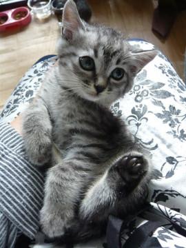 ちびさばとら君です