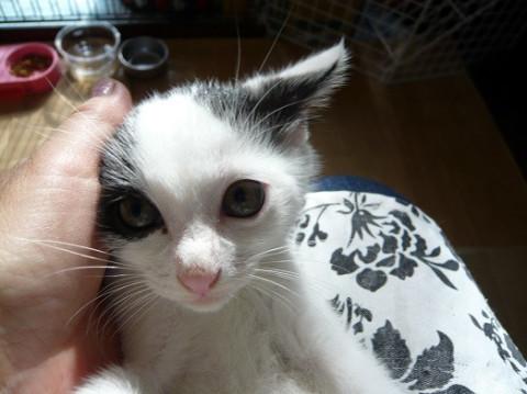 イケメンちび白黒君です