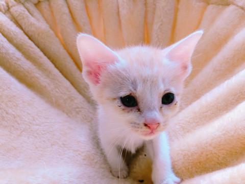 色素薄めな子猫ちゃん
