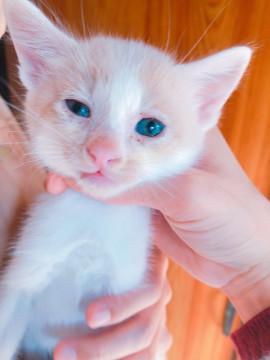 色素薄めな子猫ちゃん