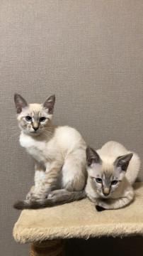 シャムミックス美猫姉妹☆