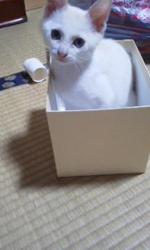 瞳がブルーの甘えん坊白猫ちゃん