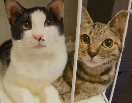 単身の方もOK！仲良し５ヶ月コンビ♪