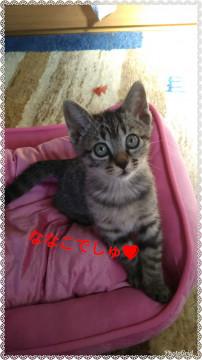 素敵な里親さんに迎えていただきました！