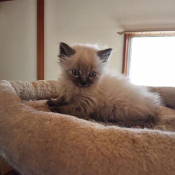 ふわもふ３匹きょうだい２