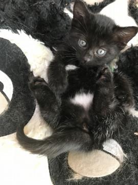パンツを履いた黒仔猫ちゃん