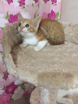 人にベタベタのくっきりお目目子猫
