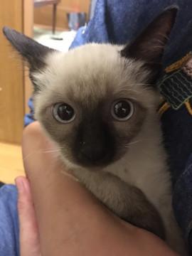 可愛いシャム太郎君