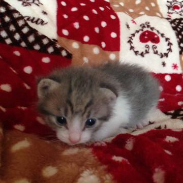 グレーの女の子です