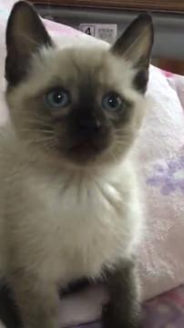 可愛いシャム風の猫ちゃん
