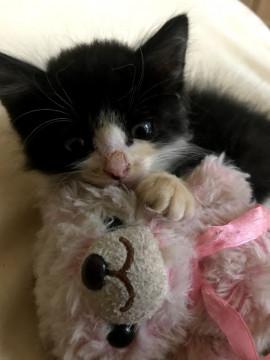 ちょっとおとぼけハチワレ3か月