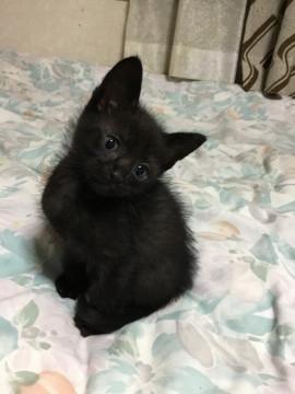 ８月３０日生まれの黒ねこの女の子です