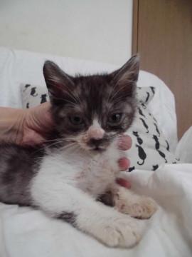 動画あり泥棒顔の人懐こいだんだら黒白