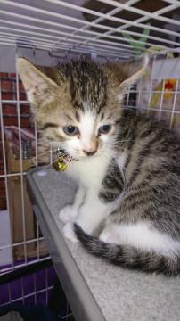 おてんばきじしろ