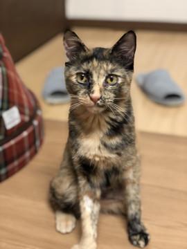 大人しいサビ柄女の子