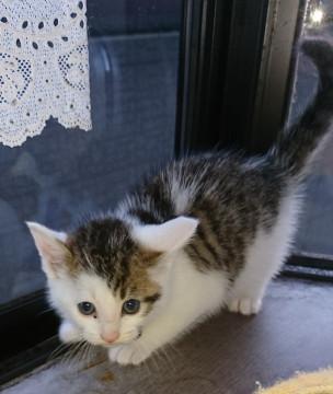 おてんばきじしろ