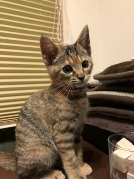 子猫の里親募集中（雉トラ①メス）